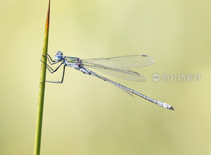 普通翡翠豆娘(Lester sponsa)雄性